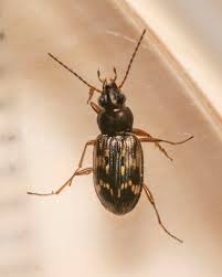 Attēlu rezultāti vaicājumam “Bembidion sp.”