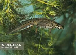 Attēlu rezultāti vaicājumam “Triturus vulgaris”