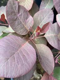 Attēlu rezultāti vaicājumam “Cotinus coggygria leaf”