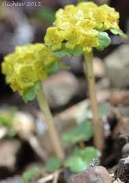 Attēlu rezultāti vaicājumam “Chrysosplenium alternifolium flower”