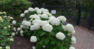 Attēlu rezultāti vaicājumam “Hydrangea arborescens”