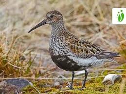 Attēlu rezultāti vaicājumam “Calidris alpina”