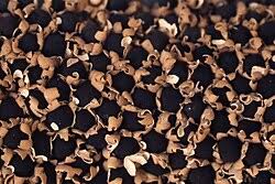 Attēlu rezultāti vaicājumam “Diderma deplanatum”