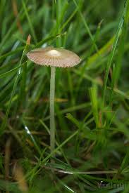 Attēlu rezultāti vaicājumam “Bolbitius vitellinus”