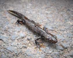 Attēlu rezultāti vaicājumam “Triturus cristatus”