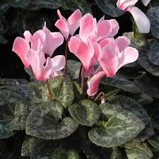 Image result for Cyclamen persicum