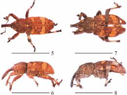 Attēlu rezultāti vaicājumam “Pissodes piniphilus”