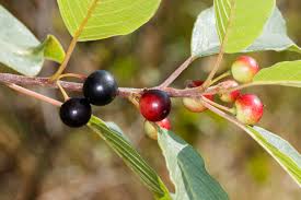 Attēlu rezultāti vaicājumam “Frangula alnus fruit”