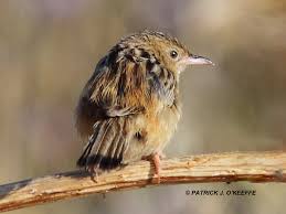 Image result for Cisticola juncidis