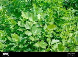 Attēlu rezultāti vaicājumam “Levisticum officinale leaf”