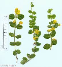 Image result for Lysimachia nummularia