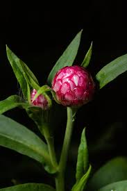 Attēlu rezultāti vaicājumam “Helichrysum arenarium bud”