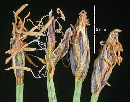 Attēlu rezultāti vaicājumam “Eleocharis quinqueflora”