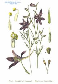 Image result for Delphinium consolida