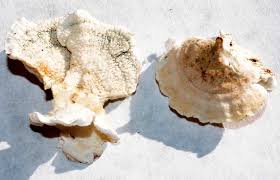 Attēlu rezultāti vaicājumam “Plicatura nivea”