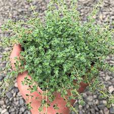 Attēlu rezultāti vaicājumam “Symphytocarpus trechisporus sessile”