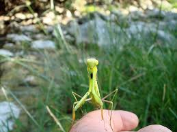 Attēlu rezultāti vaicājumam “Mantis religiosa”