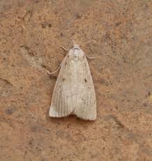 Attēlu rezultāti vaicājumam “Calamotropha paludella”