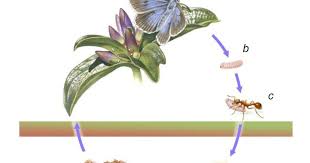 Attēlu rezultāti vaicājumam “Maculinea alcon eggs”