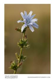 Attēlu rezultāti vaicājumam “Cichorium intybus flower”