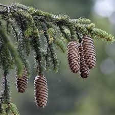 Attēlu rezultāti vaicājumam “Picea abies”