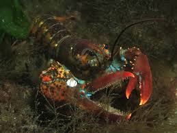 Image result for Homarus americanus