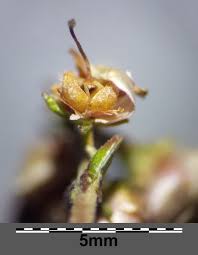 Attēlu rezultāti vaicājumam “Calluna vulgaris bud”