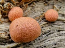 Attēlu rezultāti vaicājumam “Lycogala exiguum aggr. macro”