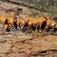 Attēlu rezultāti vaicājumam “Hemitrichia decipiens young”