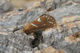 Attēlu rezultāti vaicājumam “Phymatopus hecta”