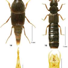 Attēlu rezultāti vaicājumam “Sepedophilus sp.”
