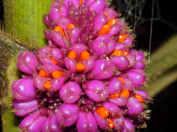 Attēlu rezultāti vaicājumam “Commelinaceae”