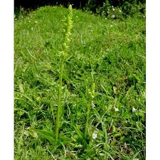 Attēlu rezultāti vaicājumam “Herminium monorchis flower”