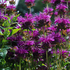 Image result for Monarda didyma