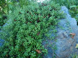 Attēlu rezultāti vaicājumam “Exobasidium uvae-ursi”