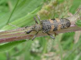 Attēlu rezultāti vaicājumam “Rhagium mordax”