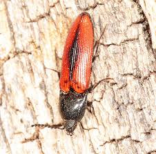 Attēlu rezultāti vaicājumam “Ampedus sanguineus”