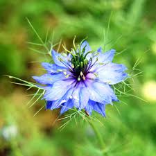Image result for Nigella damascena