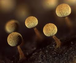 Attēlu rezultāti vaicājumam “Physarum sulphureum”