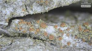 Attēlu rezultāti vaicājumam “Bacidia rubella”