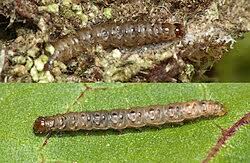 Attēlu rezultāti vaicājumam “Eudonia lacustrata”