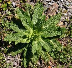 Attēlu rezultāti vaicājumam “Dipsacus fullonum fruit”