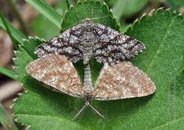 Attēlu rezultāti vaicājumam “Ematurga atomaria”