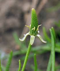 Attēlu rezultāti vaicājumam “Myosurus minimus flower”