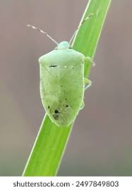 Attēlu rezultāti vaicājumam “Closterotomus biclavatus imago”