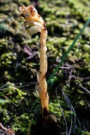 Attēlu rezultāti vaicājumam “Monotropa hypopitys fruit”