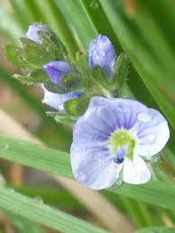 Attēlu rezultāti vaicājumam “Veronica serpyllifolia leaf”
