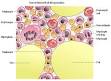 <b>Bone marrow</b>