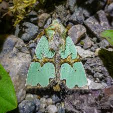 Attēlu rezultāti vaicājumam “Staurophora celsia”