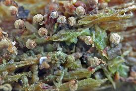 Attēlu rezultāti vaicājumam “Cribraria vulgaris macro”